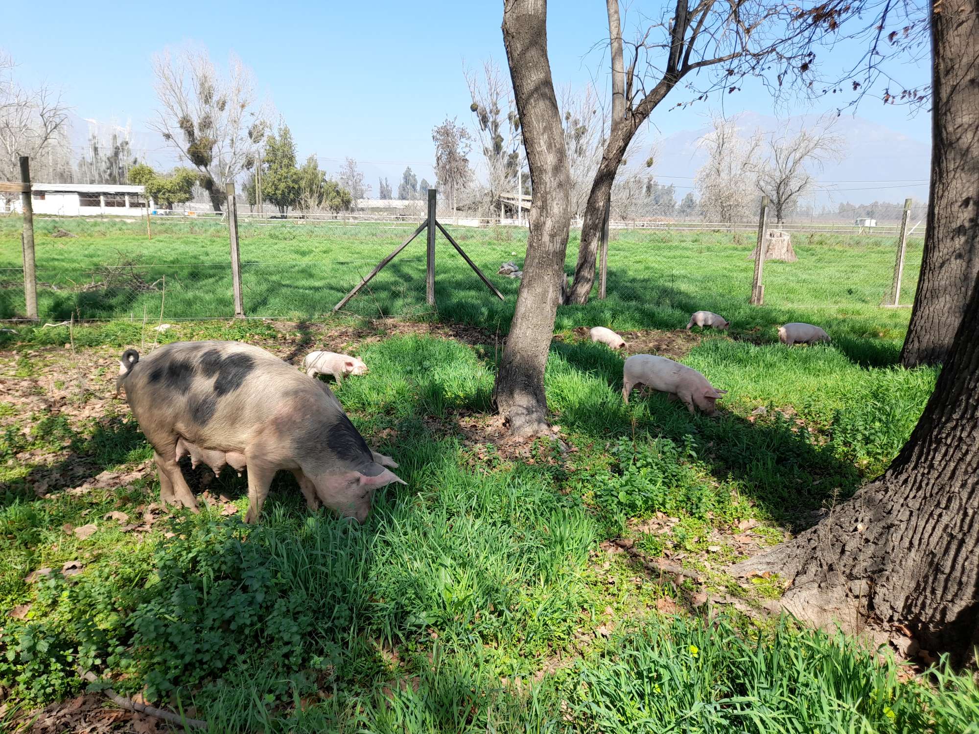 Cerdos en la granja