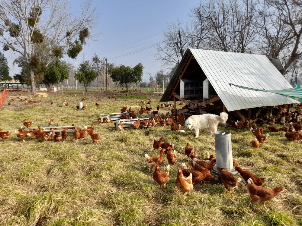 Fotografía de Kira junto a varias gallinas.